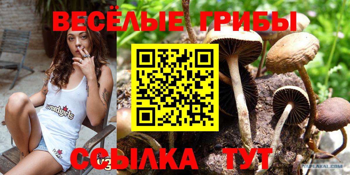 Галлюциногенные грибы Psilocybine cubensis Астрахань